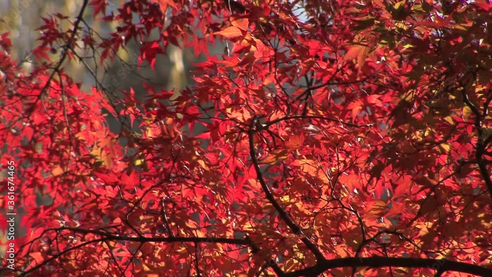 紅葉(もみじ)