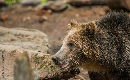 Grizzly bear (Ursus arctos horribilis) looking at something with jaw open