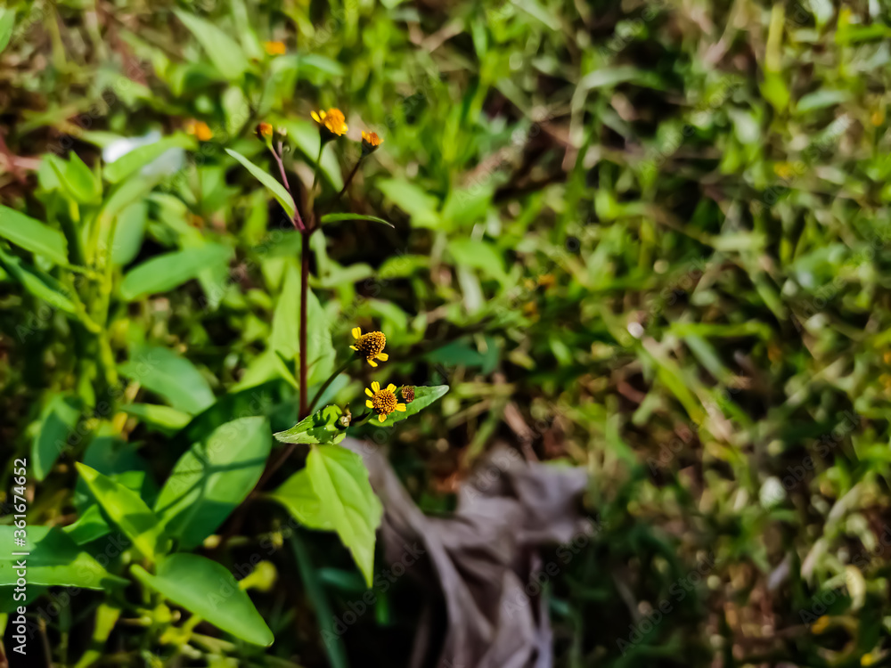 Obraz premium Acmella is a genus of plants in the aster family, Asteraceae, described as a genus in 1807. It is native to the Americas and has been introduced to Asia, Africa, the Pacific islands, and Australia.