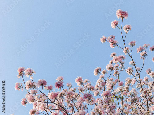 pink blossom on blue sky