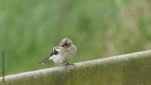 Common Chaffinch sitting on a fence UK