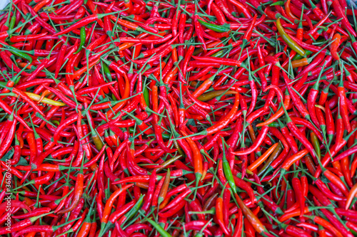 fresh red chillies © metita