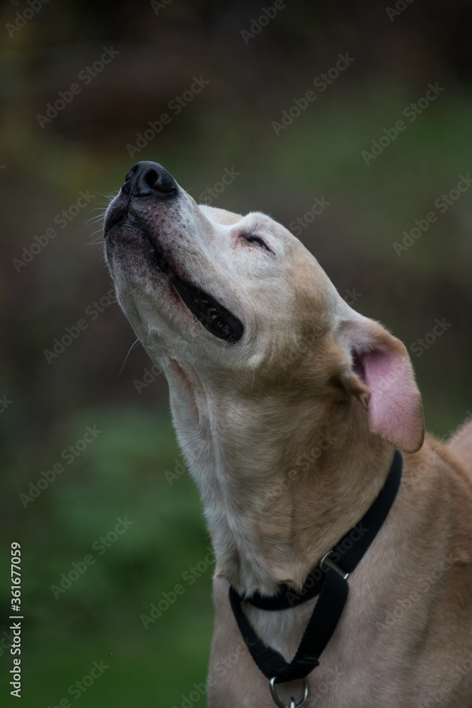 Dog sniffing and smile