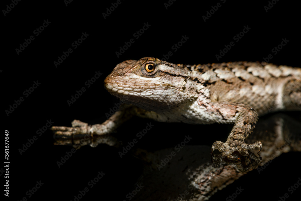 Naklejka premium Texas spiny lizard (Sceloporus olivaceus) On black