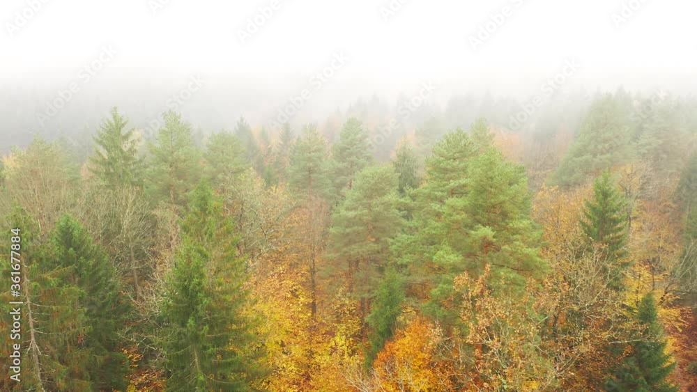 Slow flight above foggy and cloudy morning autumn forest. Magic camera movement, colorful vibrant coloured fall landscape. Aerial view. Slow flight above foggy and cloudy morning autumn forest. Magic camera movement, colorful vibrant coloured fall landscape. Aerial view.