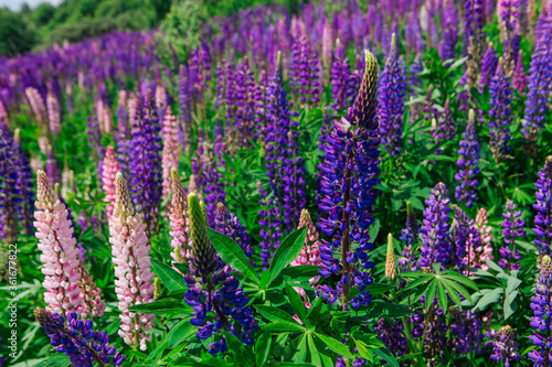 A field of blooming Lupine flowers - Lupinus polyphyllus - garden or fodder plant