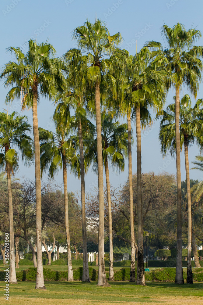 Fototapeta premium towering palm trees