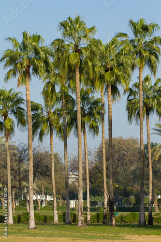 towering palm trees