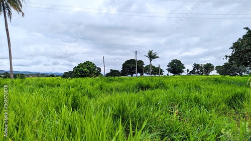 rice field in the morning