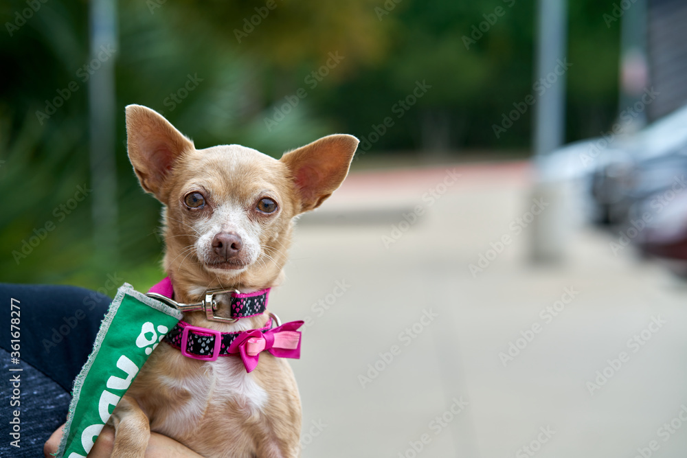 Small dog looking at camera while being held by owned Small dog looking at camera while being held by owned