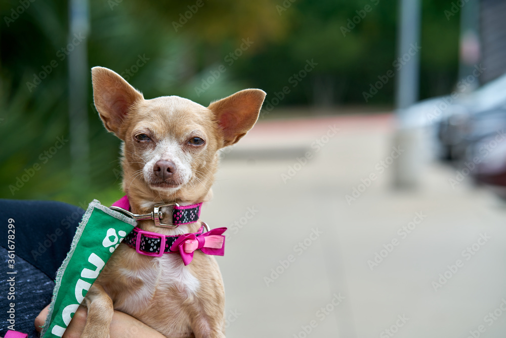Small dog squinting while being held by owner Small dog squinting while being held by owner