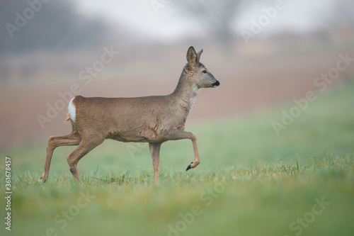 Roe deer walking through the meadow