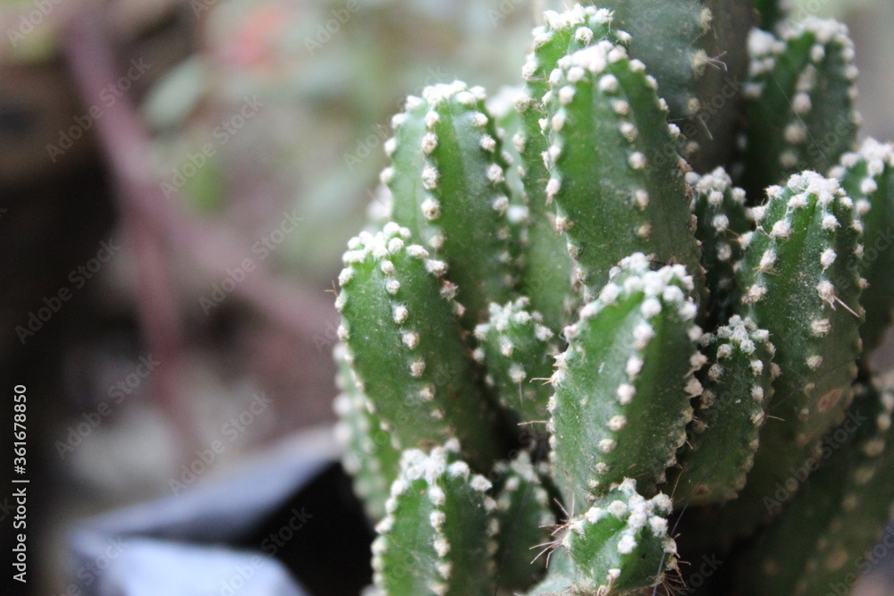Cactus Cactus