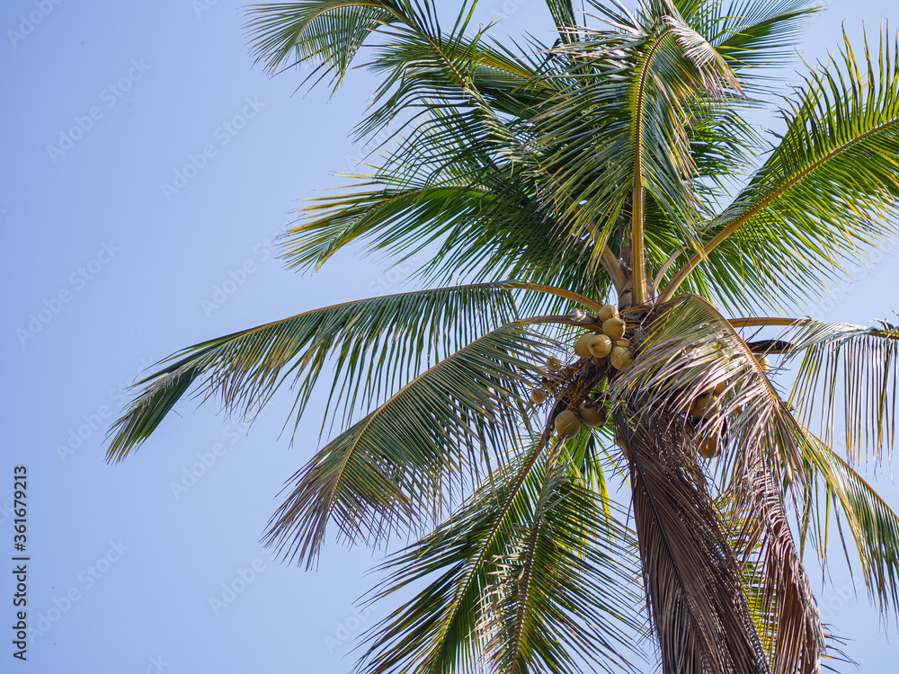 Close-up of the coconut tree with blue sky as a beautiful background.