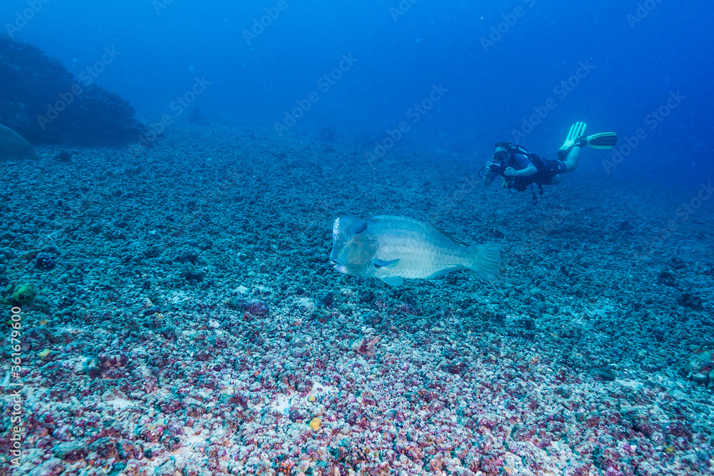 Fototapeta premium サンゴ礁の海底を泳ぐカンムリブダイGreen humphead parrotfish、Bolbometopon muricatum (Valenciennes, 1840)。ミクロネシア連邦ヤップ島 