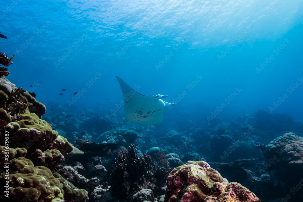 Obraz premium サンゴ礁の海を泳ぐナンヨウマンタ、Mobula alfredi (Krefft, 1868)、ミクロネシア連邦ヤップ島。 ローアングル