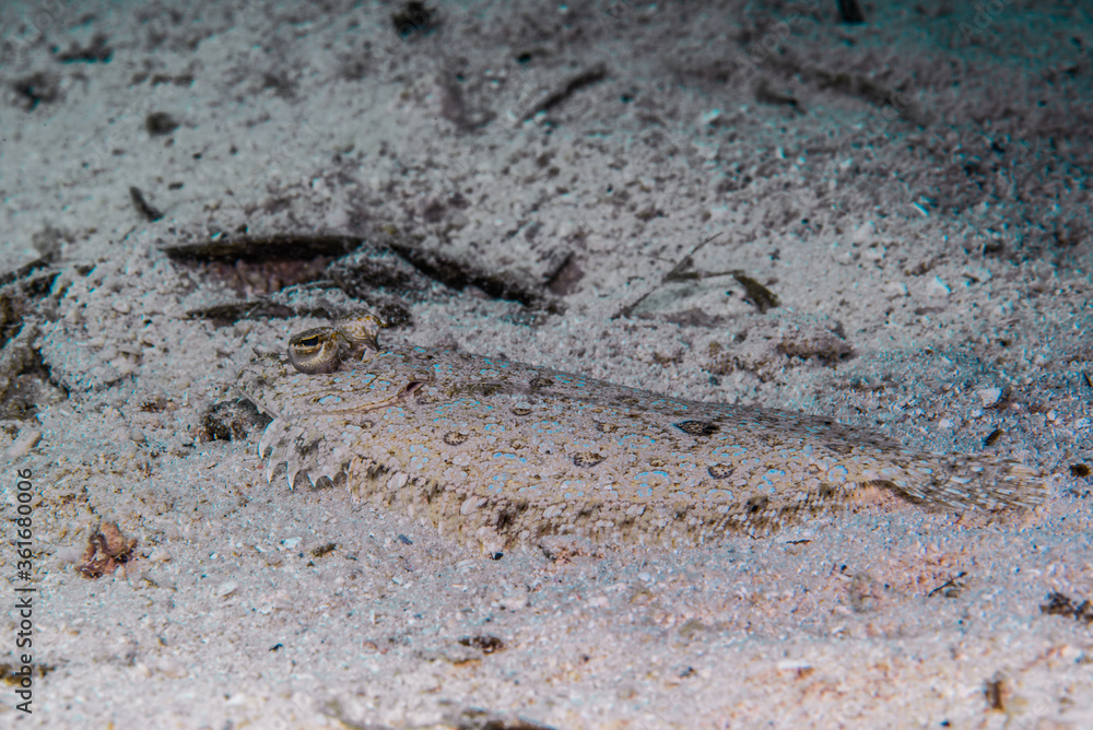 カモフラージュの名人、トゲダルマガレイ・Leopard flounder、Bothus pantherinus (Rüppell, 1830)。ミクロネシア連邦ヤップ島
