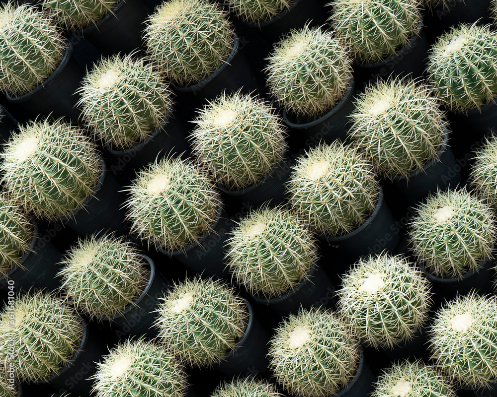 Round succulent shaped cactus in garden pot, diagonal view. (Echinocactus grusonii) Round succulent shaped cactus in garden pot, diagonal view. (Echinocactus grusonii)