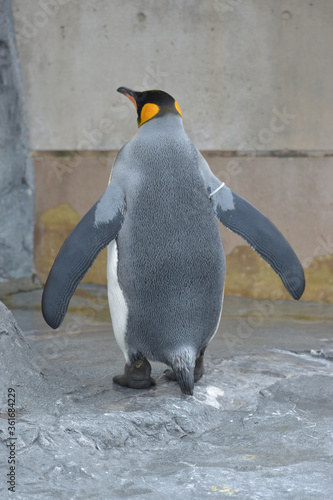 Fototapeta kuchenna 旭山動物園 ペンギン