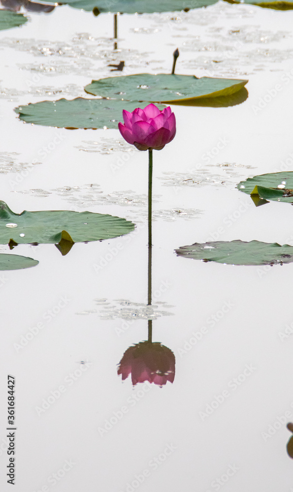 15 Lotusblume Symbol Im Buddhismus