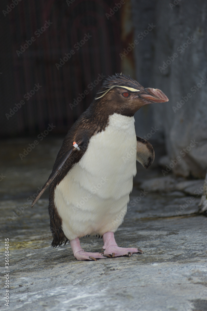 Fototapeta premium 旭山動物園 ペンギン