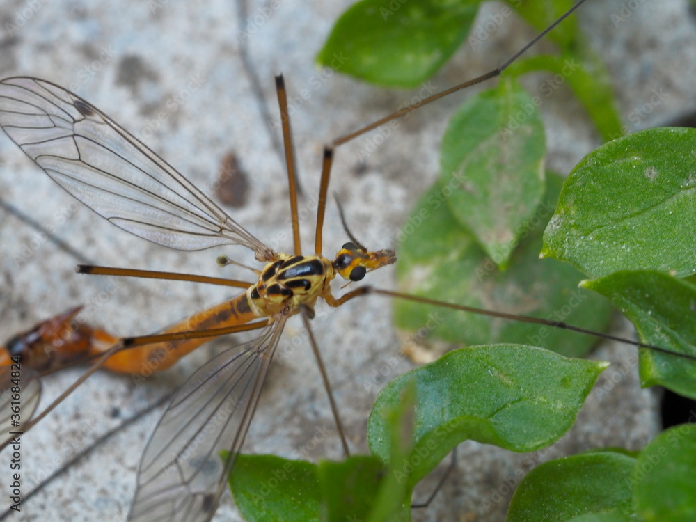 large mosquito close up on a stone against a background of green leaves large mosquito close up on a stone against a background of green leaves