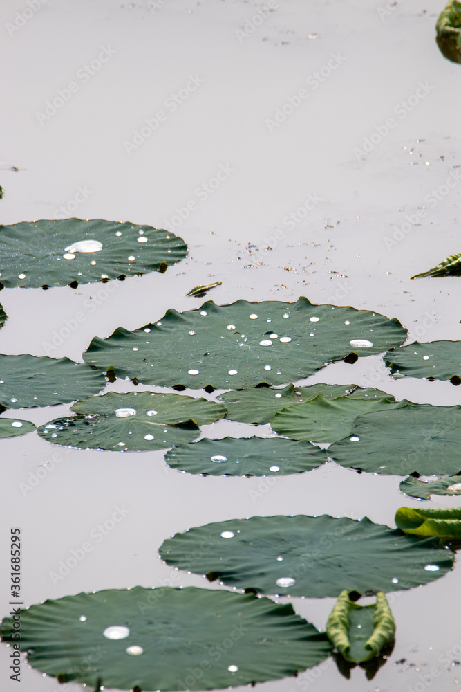 Lotus flower-a symbol of Buddhism Stock Photo | Adobe Stock