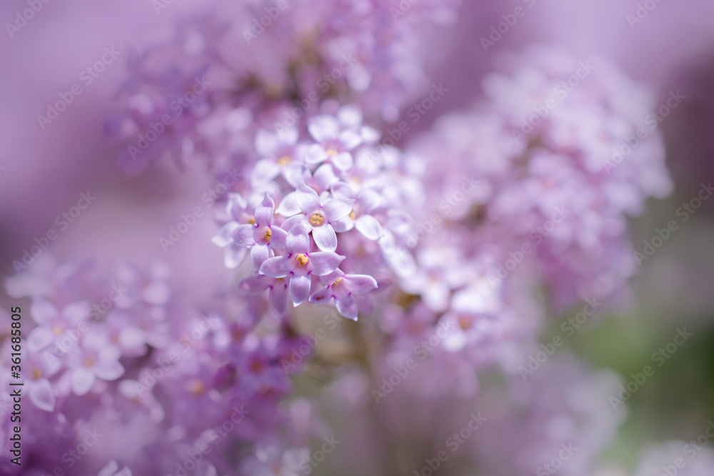 Obraz premium macro photo of pink lilac flowers on a blurry background