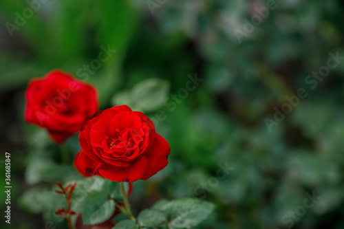Wallpaper Mural Single big red pink in garden, top view Torontodigital.ca