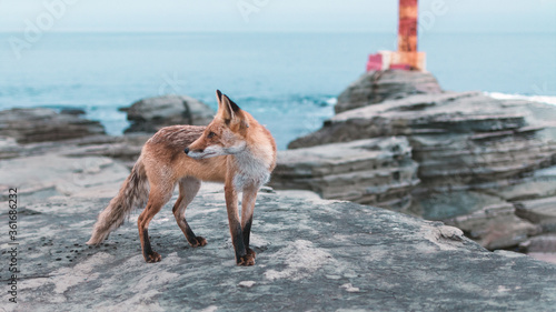Photography red russian  fox on Russki Isalnd