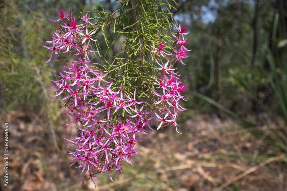 Obraz premium Pink and purple small flowers. Named Kimberley Heath or Turkey Bush. Scientific name: Calytrix exstipulata. Seen during the dry season at Litchfield national park, Northern Territory NT, Australia