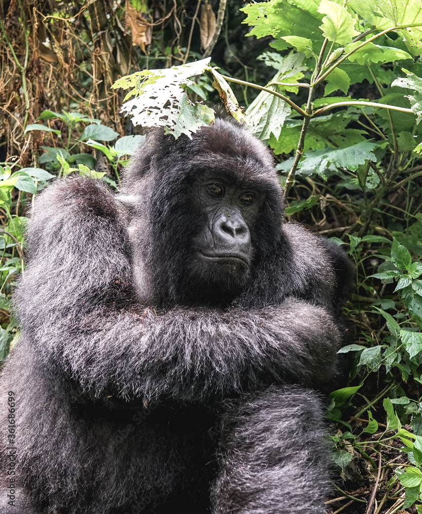 A female breastfeeding mountain gorilla with cute baby sits in the jungles on the green grass in the wild, lowlands gorilla tracking walking tour, Virunga National Park in Africa, DRC, Uganda, Rwanda A female breastfeeding mountain gorilla with cute baby sits in the jungles on the green grass in the wild, lowlands gorilla tracking walking tour, Virunga National Park in Africa, DRC, Uganda, Rwanda
