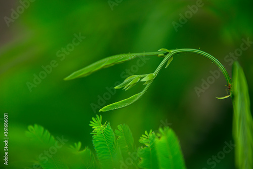 The young shoots of the growing Chaam are not yet complete.