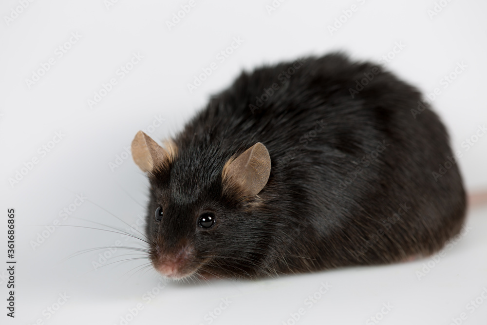 Closeup of obese and healthy lean control mice Closeup of obese and healthy lean control mice