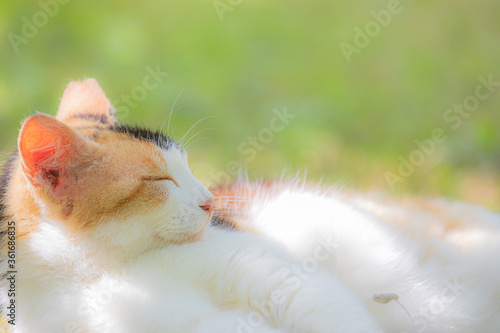 日向ぼっこする猫