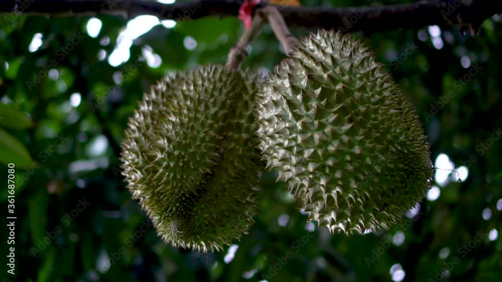 durian on the tree durian on the tree