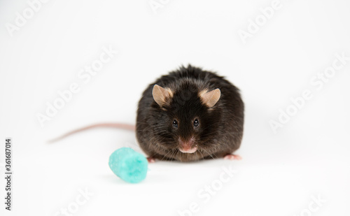 obese mouse with junk food