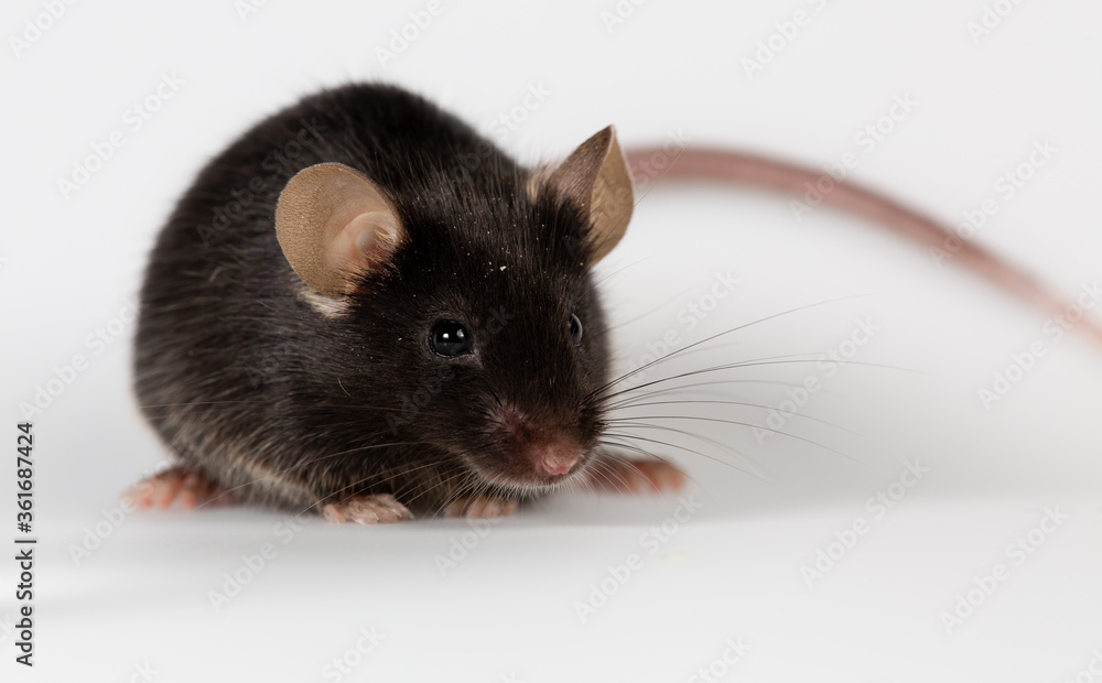 Closeup of a health black mouse with infinity white background Closeup of a health black mouse with infinity white background