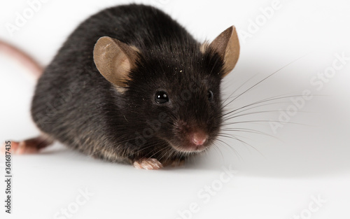 Closeup of a health black mouse with infinity white background