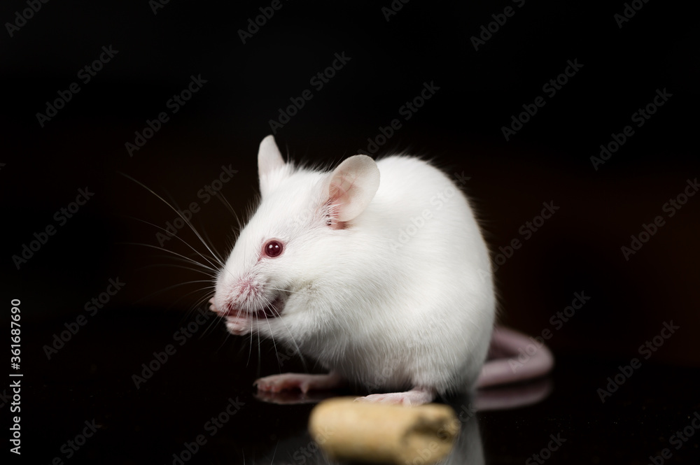 white mouse eating food with black background