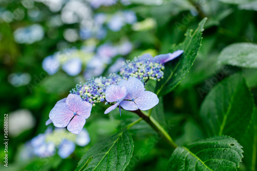 Wallpaper Mural 日本の宮城県仙台市「資福寺」に咲く美しい紫陽花 Torontodigital.ca