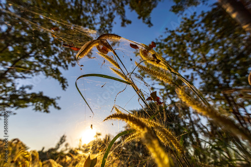 Spider on the spider web or cobweb and light of sunset. photo