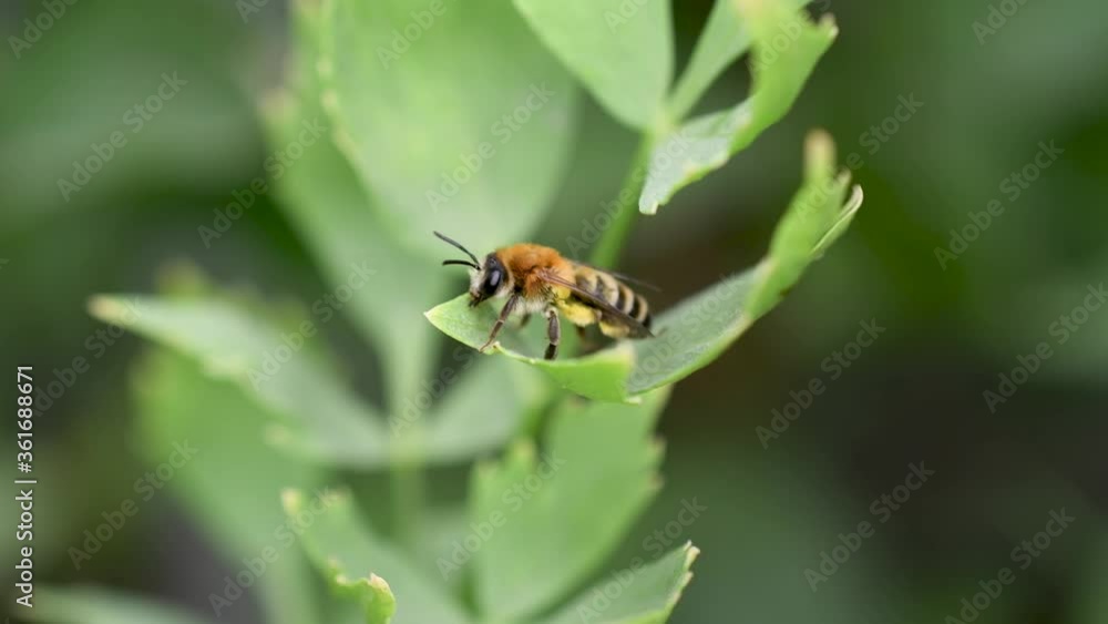 .Bee. Bee washes on a green leaf, close up. Macro video of an insect .Bee. Bee washes on a green leaf, close up. Macro video of an insect