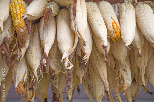 Ears of corn dry to the sun

 photo