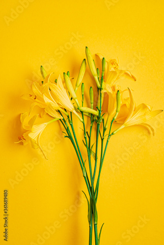 day-lily on the yellow background