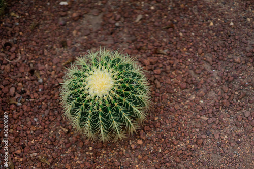 cactus in the desert