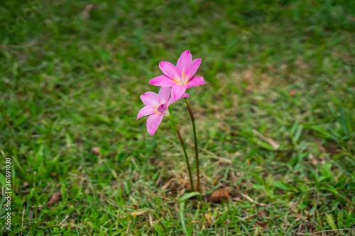 pink flower in the grass