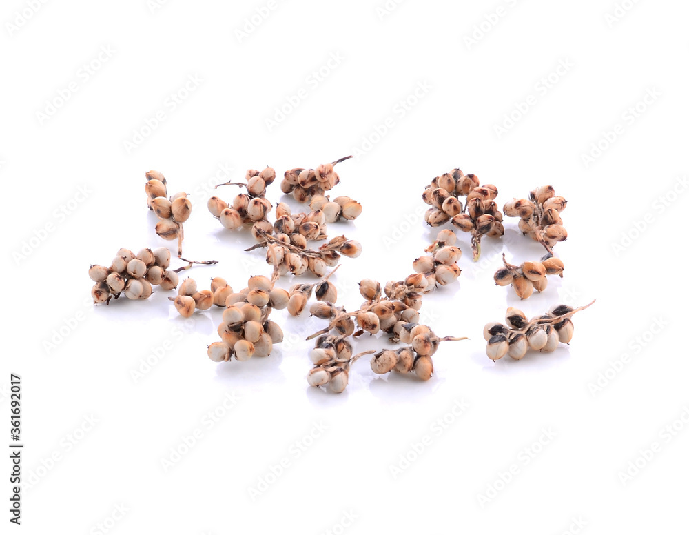sorghum isolated on white background