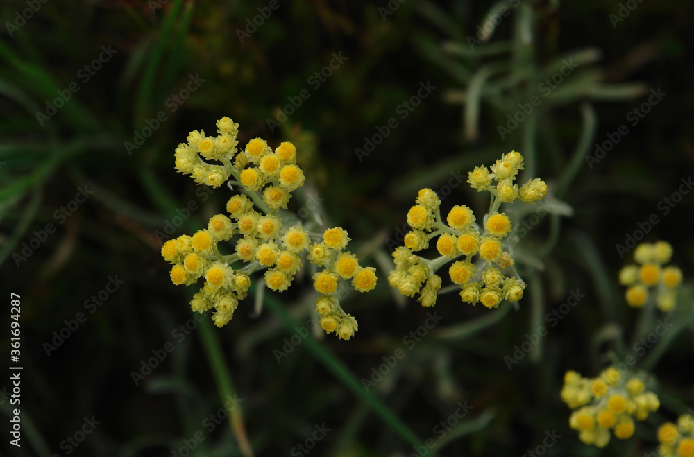 Fototapeta premium A close up of bright golden-yellow flowers of Helichrysum arenarium (dwarf everlast, immortelle), top view, dark green natural background. Wild immortelle in the field