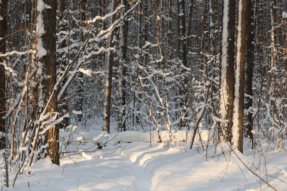 Fototapeta premium snowy road in the winter forest